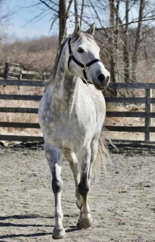 grey-greying-out-to-flea-bitten-horse