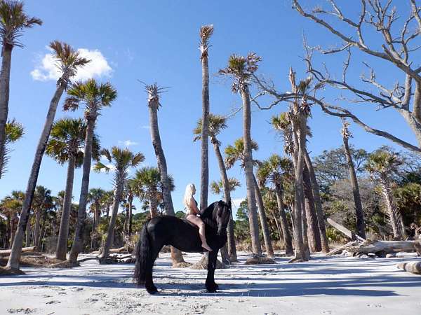 friesian-filly