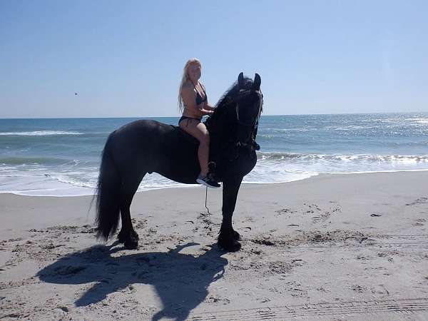 friesian-horse-for-sale