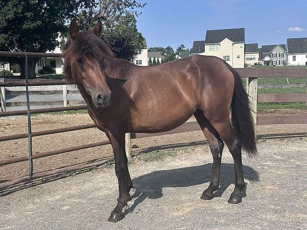 bay-quarter-horse-filly