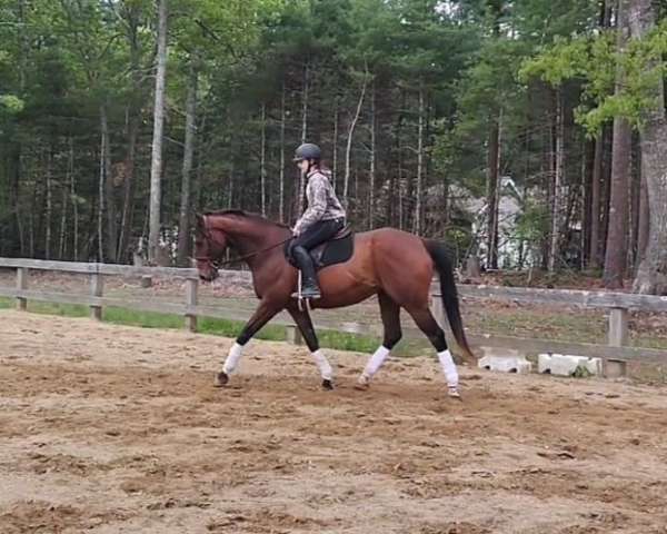 thoroughbred-gelding