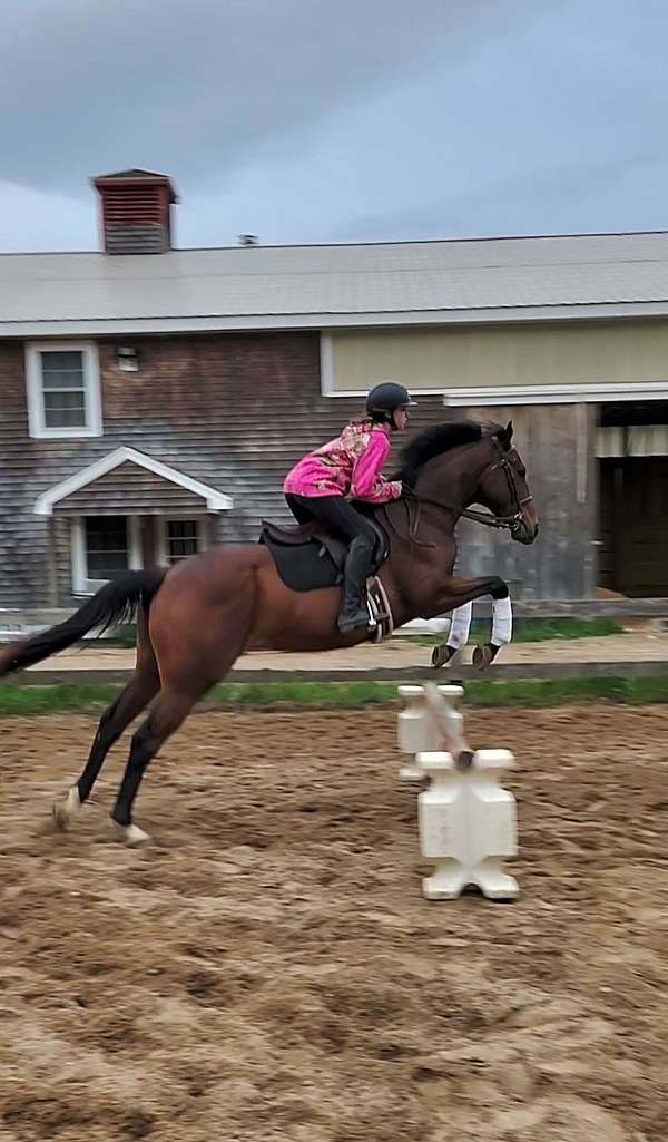 thoroughbred-horse-for-sale