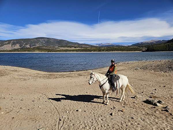 grey-forehead-balze-rear-leg-boots-horse