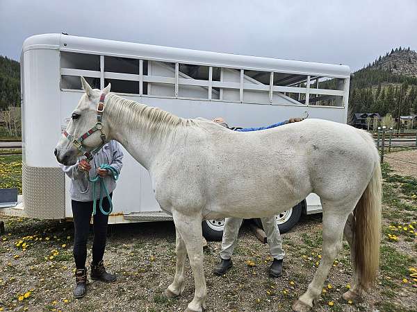 steel-gray-mare