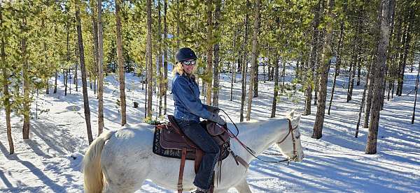 all-around-quarter-horse