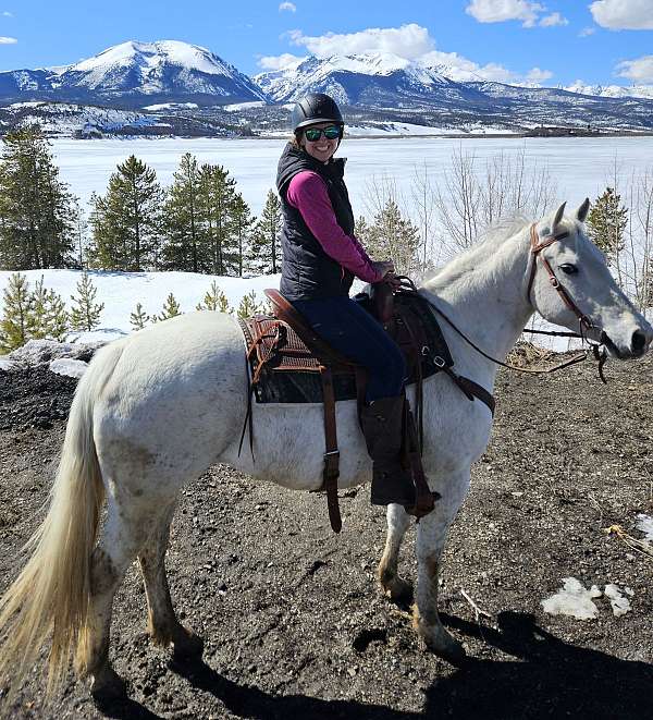 forehead-balze-rear-leg-boots-horse