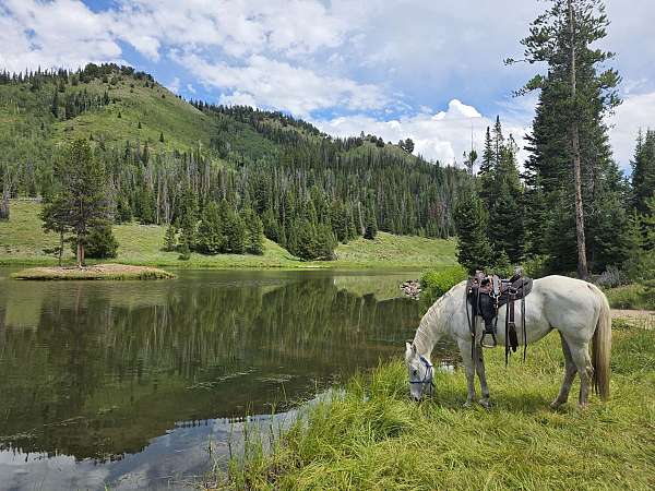 rear-leg-boots-horse