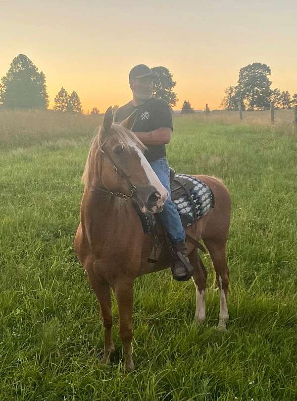 chestnut-blaze-horse