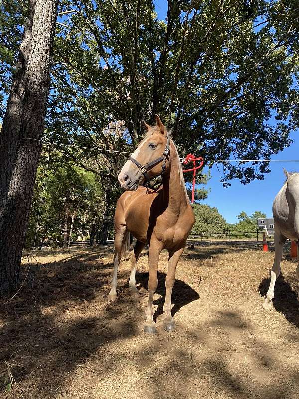 blaze-horse