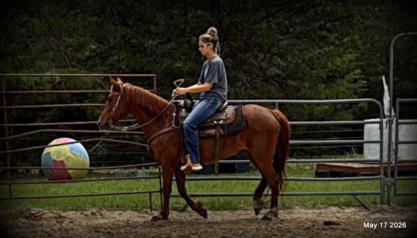 western-trail-horse-paso-fino