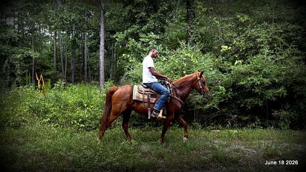 western-trail-horse-mare