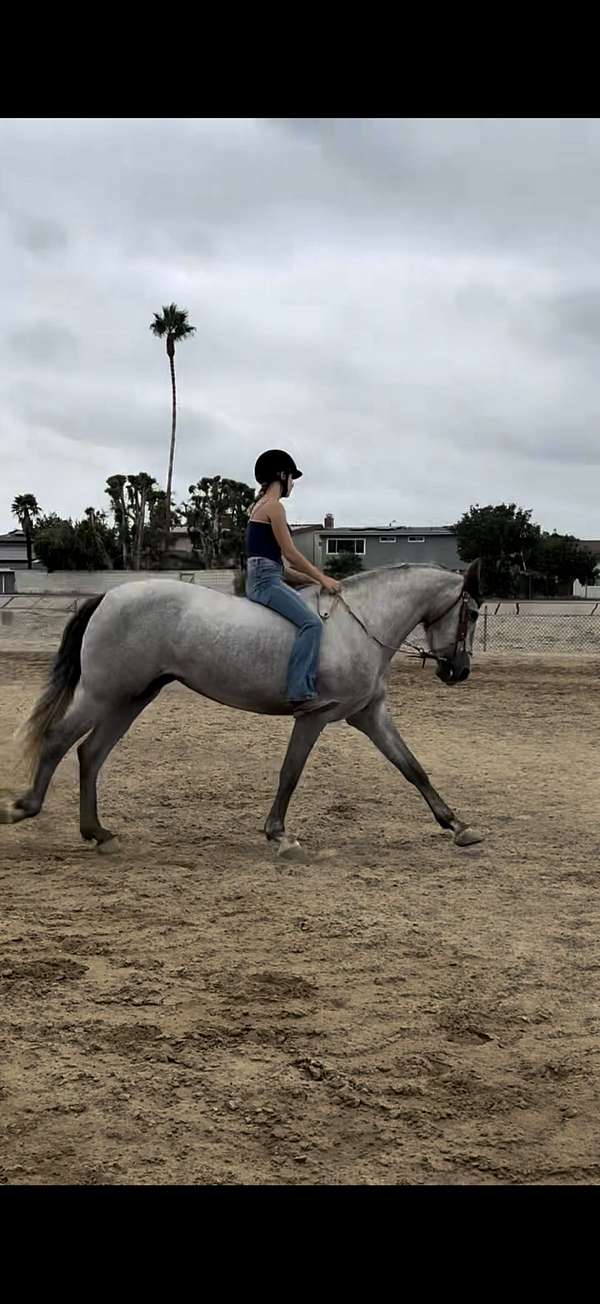for-lease-andalusian-horse