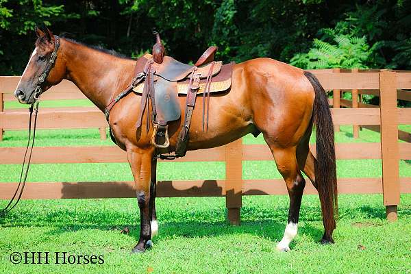 all-around-quarter-horse