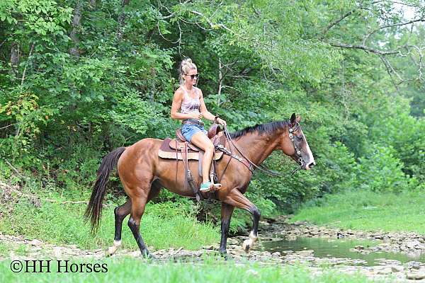 beginner-quarter-horse