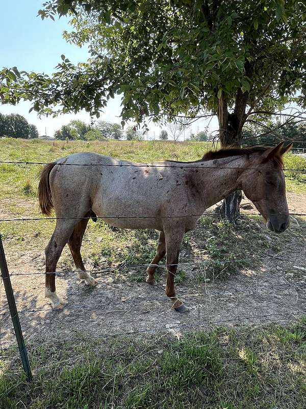 quarter-horse