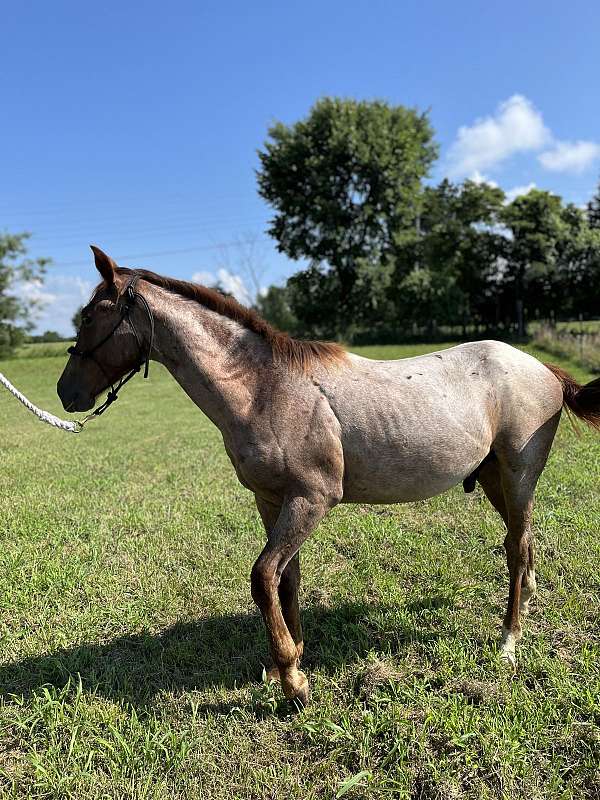 quarter-horse-for-sale