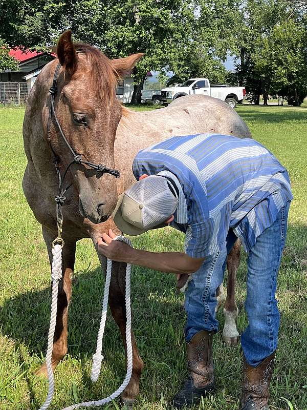 quarter-horse-colt