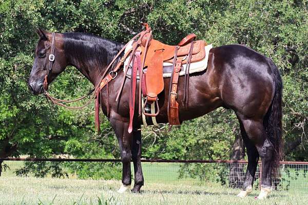 all-around-quarter-horse
