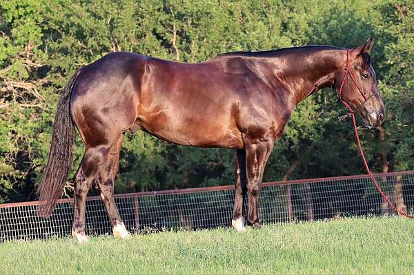 bay-quarter-horse-gelding
