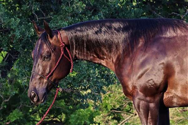 bay-all-around-horse