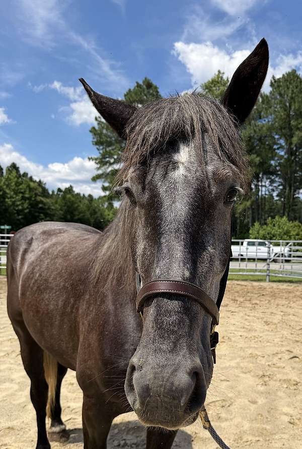 17-hand-percheron-mare