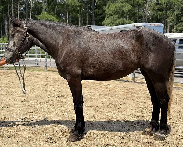 grey-percheron-mare