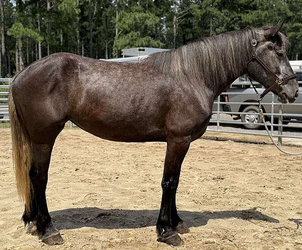 grey-mare-for-sale