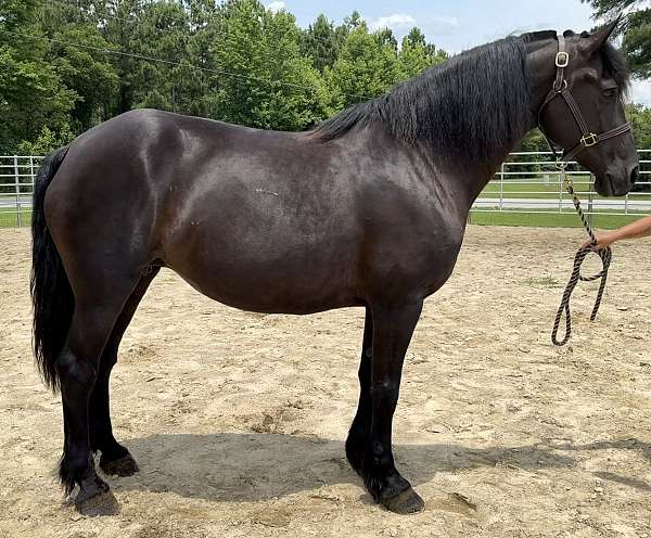 black-percheron-mare