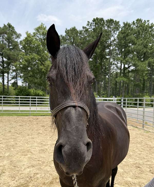 16-hand-percheron-mare