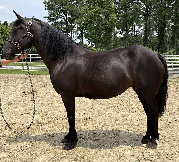black-mare-for-sale
