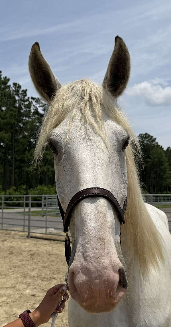 grey-mare-for-sale
