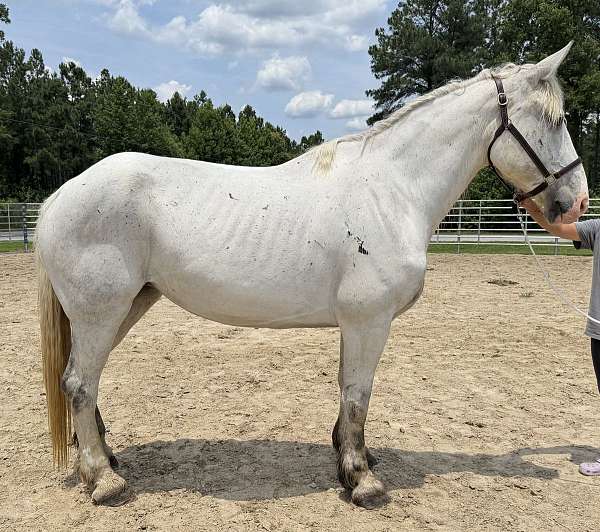 grey-driving-harness-horse