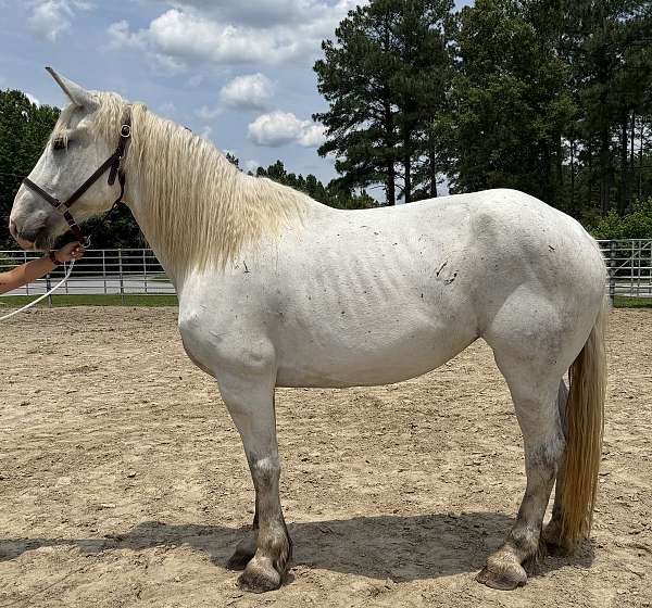 grey-percheron-mare