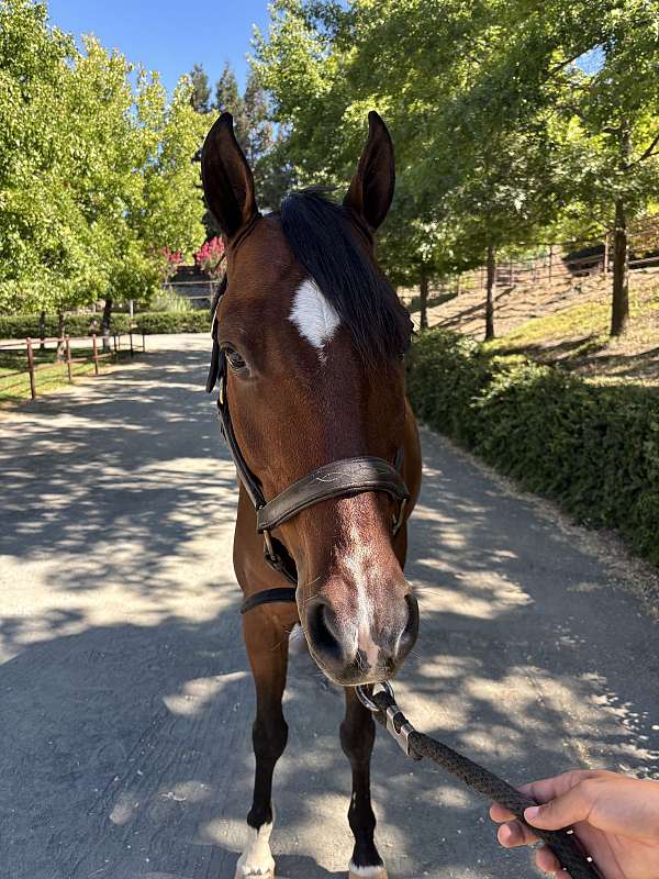 been-there-done-that-pony