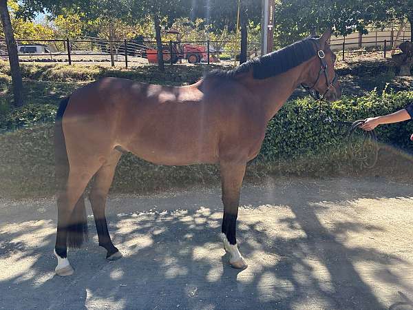 competed-pony