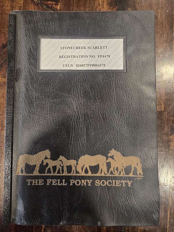 14-hand-fell-pony-mare