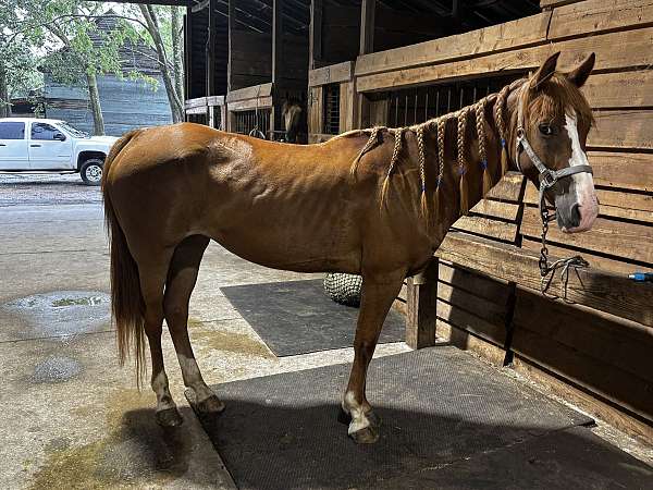 project-ranch-filly-mare