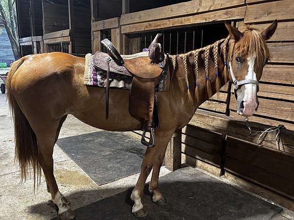 quarter-horse-mare