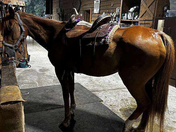 quarter-horse-for-sale