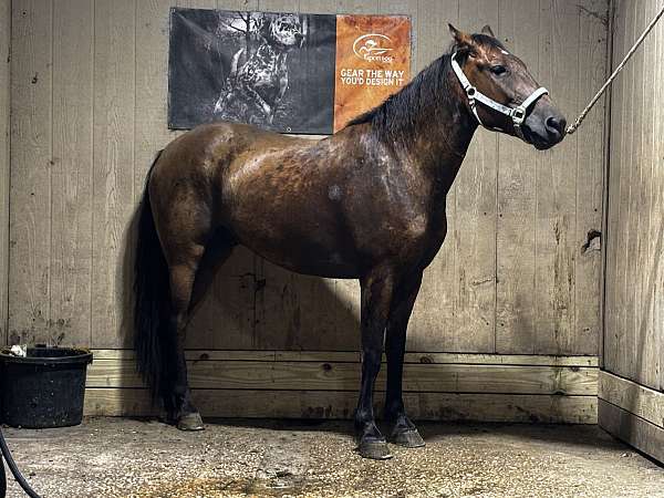 quarter-horse-gelding