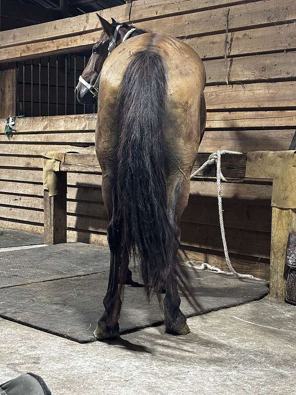 quarter-horse-for-sale