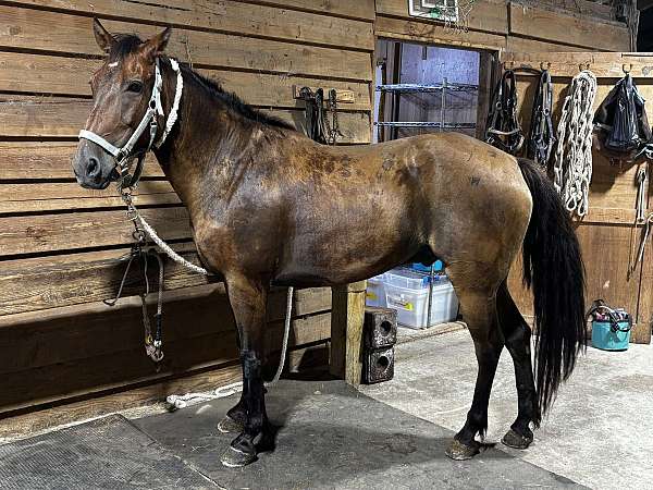 quarter-horse