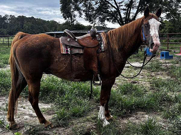 paint-gelding