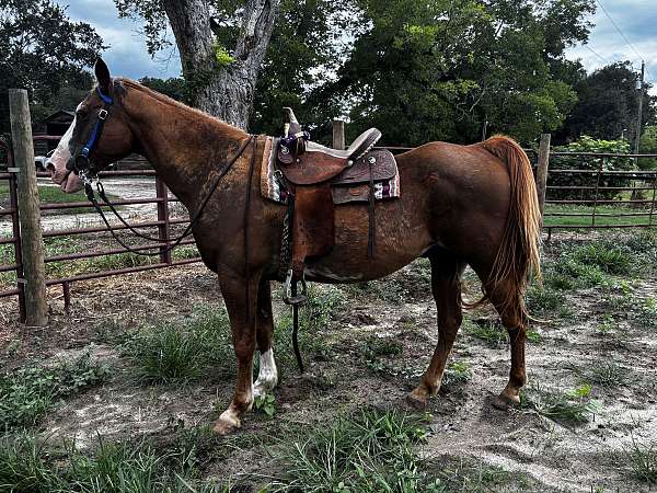 paint-horse-for-sale