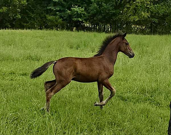 star-horse
