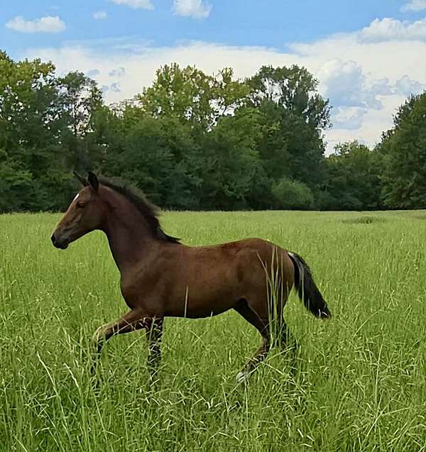 bay-star-horse
