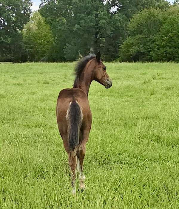 breeding-andalusian-horse