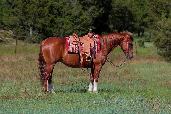 all-around-quarter-horse
