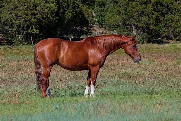 athletic-quarter-horse