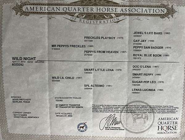 flashy-quarter-horse